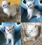 Сказочные котята из питомника 